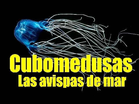 Todo lo que debes saber sobre la cubomedusa del Mediterráneo | Eltiempo.es
