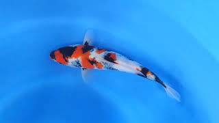 video van Showa SH-V24-011694