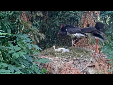 ~ Tonik & Tonicka i ich " trojaczki " - Bociany czarne z Makov'a  15/06/2019