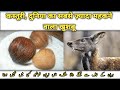 Kasturi deer facts कस्तूरी हिरण जिसके नाभी में सबसे ज्या