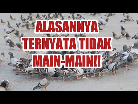 Mengapa Burung Merpati di Mekkah Tak Boleh Ditangkap?