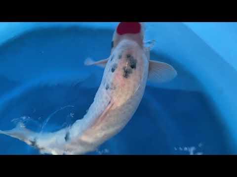 202110 SP-A337 Maruhio Sansai Tancho Sanke and Ginrin Tancho 54-61 cm WYSIWYG