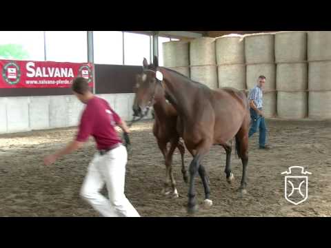 PI017 Hengstfohlen von Crumble - Contender - Quinar