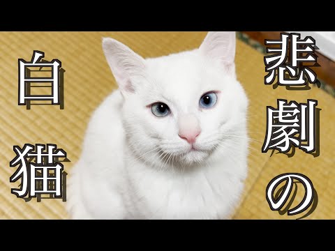 白猫に必要なケア