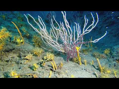 Eunicella singularis