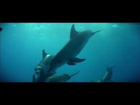 The Big Blue 1988, HD Dolphin Dream scene, Cruise of the Dolphin Tribe