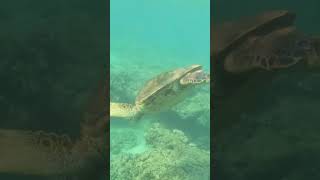 Download lagu Please watch the full video: https://www.youtube.com/@UCWmBZ_i2i-E34y8o_WmR6FQ mp3 Download lagu Please watch the full video: https://www.youtube.com/@UCWmBZ_i2i-E34y8o_WmR6FQ mp3