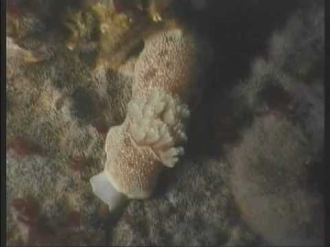 Fische und Nacktschnecke an Felsnadel in Pucusana, El Chuncho,Pucusana,Peru