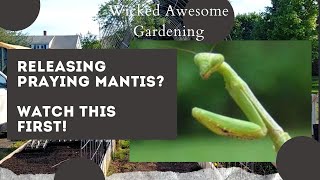 Using Praying Mantis in the Garden? - WATCH THIS FIRST