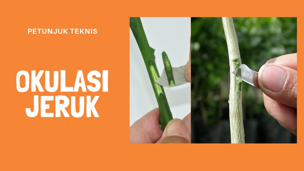 Image Result For Tanaman Jeruk Di Ini Bisa Panen Setahun Kali Image Result For Tanaman Jeruk Di Ini Bisa Panen Setahun Kali