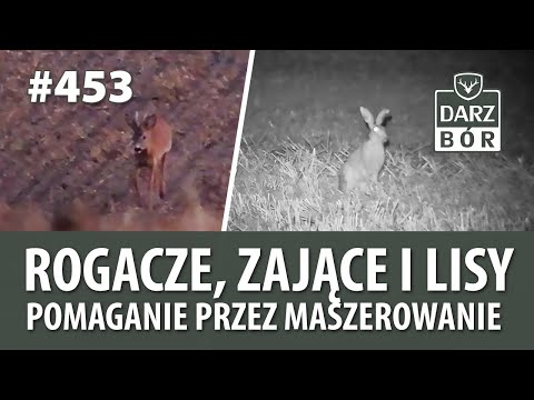 Darz Bór odc 453- Wieczorne polowanie. Pieszo Przez Bory Maszerowanie.