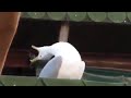 Laughing Seagull