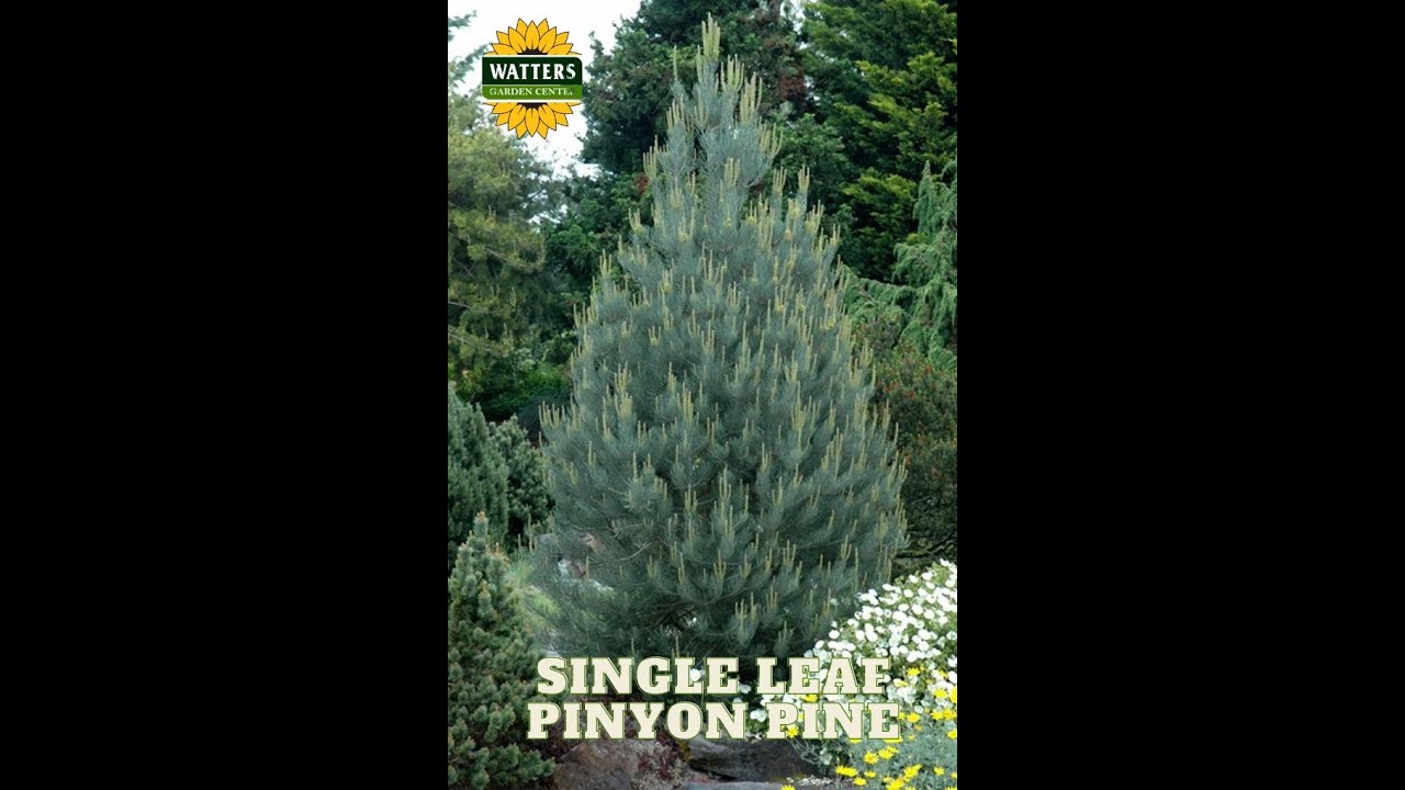 Single Leaf Pinion Pine