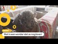 Leeuwen en tijgerwelpjes gered uit het puin in Oekraïne