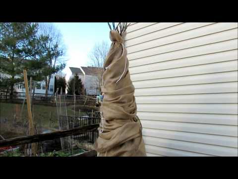 download lagu mp3 mp4 Fig Tree Care Winter, download lagu Fig Tree Care Winter gratis, unduh video klip Fig Tree Care Winter