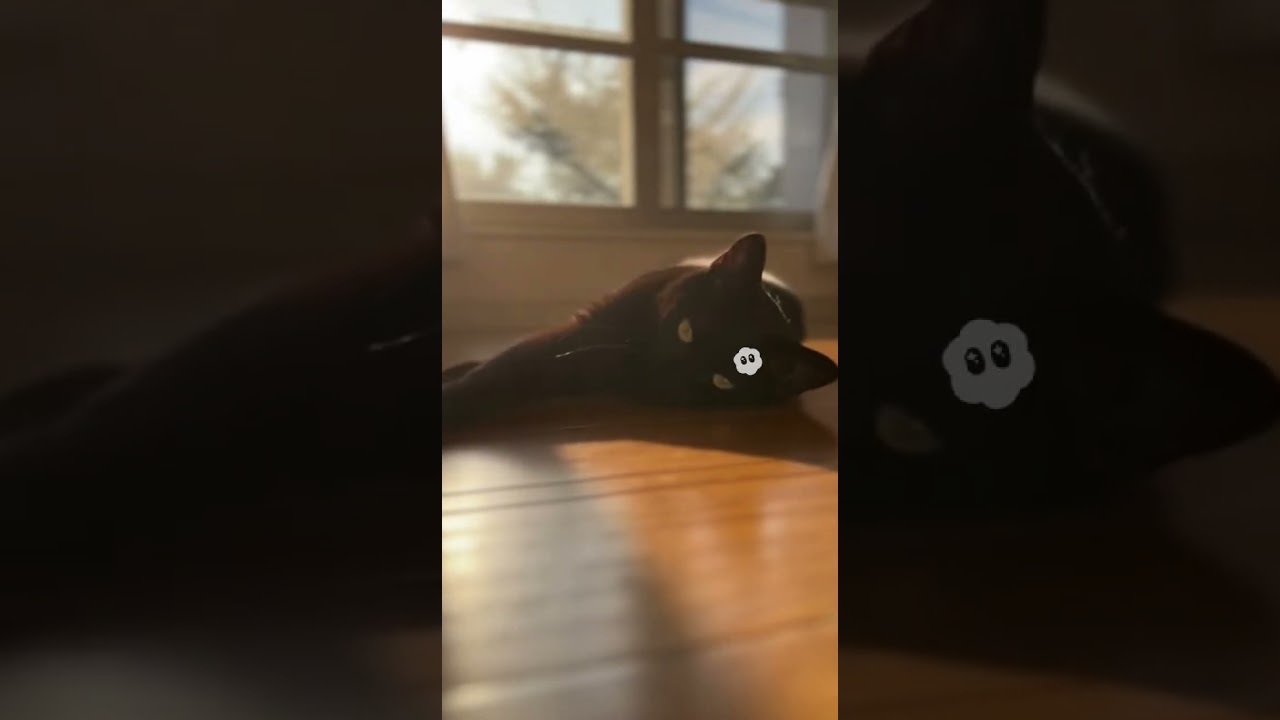 おやすみ黒猫　ネコの癒し