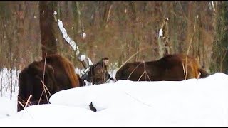 preview picture of video 'Зубры и фотограф. Bison and photographer.'