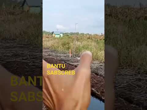 keindahan desa SP 10#transmigrasi#foodested#nasional