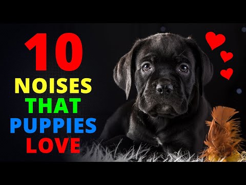 10 Noises That Puppies LOVE To Hear The Most 🐶❤️
