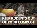 5 Tips to Keep Rodents Out of Your Compost