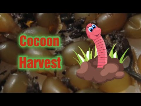 European Nightcrawler cocoon hunt 🪱🪱🪱