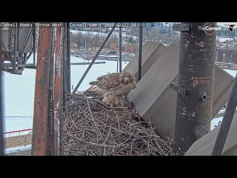 Arthur Builds Cornell Hawks Nest At Feverish Pace – Feb 17, 2022