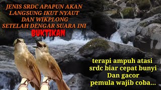 Download lagu terapi SRDC biar cepat bunyi Dan bongkar isian, masteran full isan srdc mana pun langsung gacor... mp3