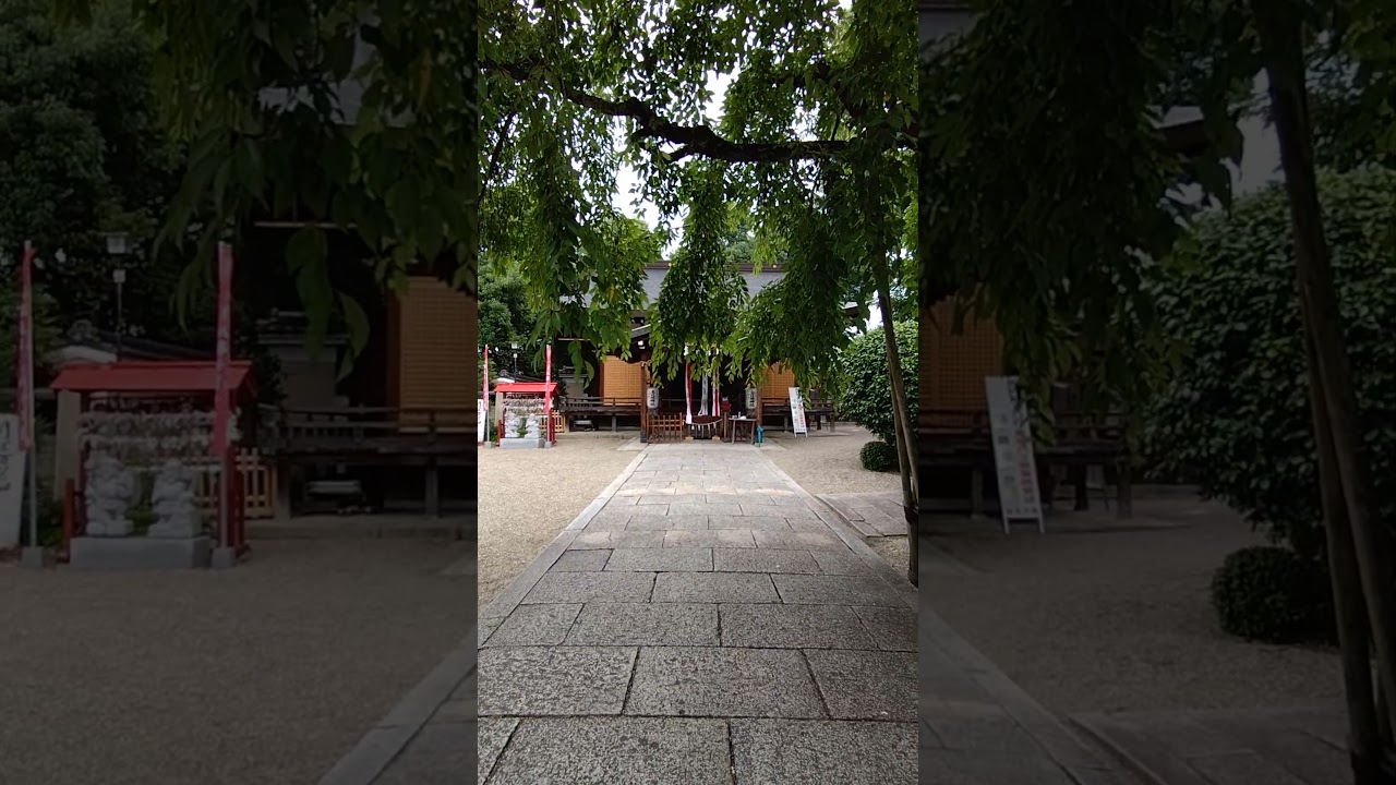 Walking through the sacred chinowa grass ring at Miwa Ebisu Shrine during Japan's summer purification ritual.