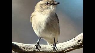 Suara Kicau Burung JACKY WINTER - Ocehan Durasi Panjang Untuk Masteran