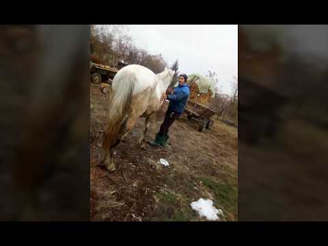 Caii lui Daniel din Balaci Teleorman