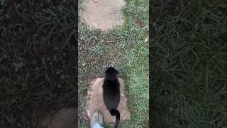 #cat #cute #catvideo #cutecat #funnyvideo #funny