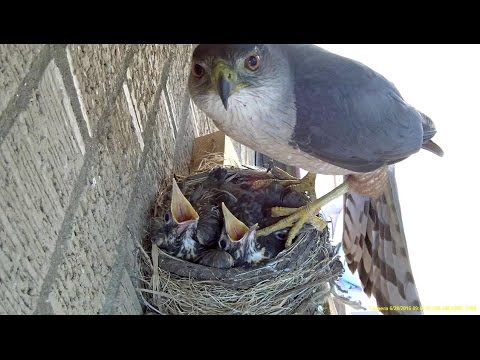 Hawk steals two 14 day old baby robins right out of nest
