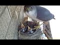 Hawk steals two 14 day old baby robins right out of nest
