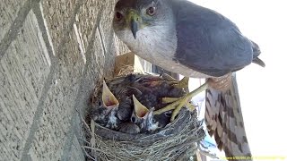 Hawk steals two 14 day old baby robins right out of nest