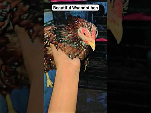 , title : 'Wyandot hen | Wyandot female | Wyandot chicken |'