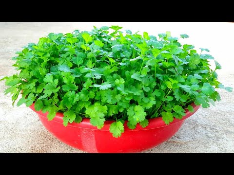 How To Grow Coriander In Summer Season | Coriander Growing Tips