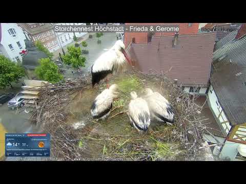 2024 06 01 Storchennest Höchstadt, Regenwetter nimmt kein Ende, die Drei sind durchnässt und frieren