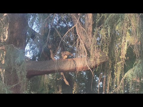 The hawk swoop in and caught the squirrel