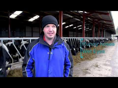 Dairy farmer controls IBR in his herd through vaccination