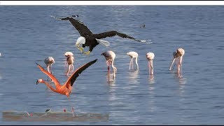 Hawk attack on flamingo birds
