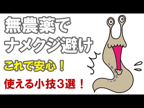 カタツムリやナメクジを追い払うにはどうすればいいですか？植物を救うおばあちゃんの治療法  庭園