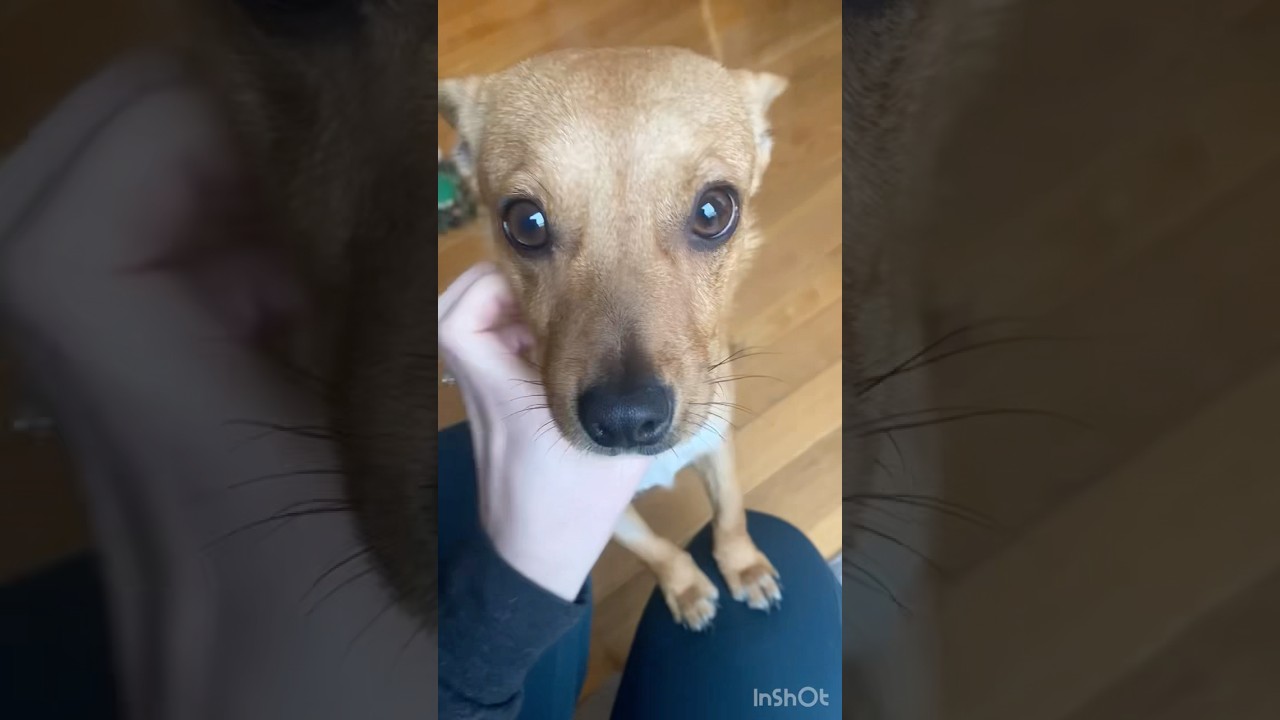 Enlarge Taco , a Adoptable mixed breed in Leesburg, VA video 6/6