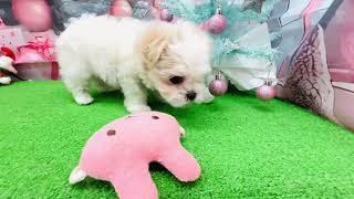 ハーフ犬の動画01