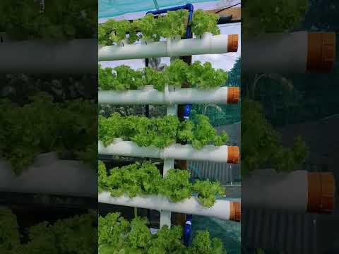 Hydroponic Lettuce - Successfully grown lettuce using semi #hydroponics nft setup #rooftopgardening