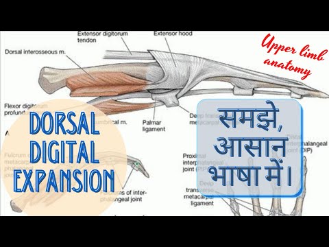 DORSAL DIGITAL EXPANSION OF HAND