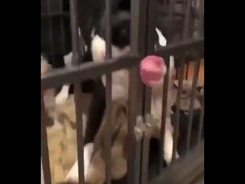 舔 狗舔