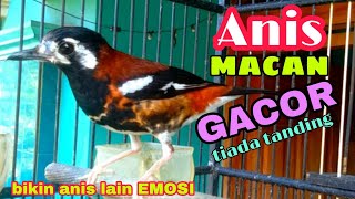 Download lagu Anis macan gacor tiada tanding untuk pancingan mp3