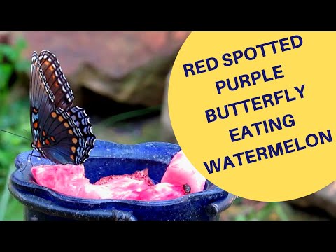 Red-spotted Purple Butterfly Eating Watermelon 2015