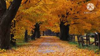 Download lagu Windows XP Professional Startup & Shutdown mp3