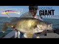 Jigging CRAZY Schools of GIANT Walleyes!